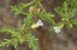 Narrowleaf paleseed